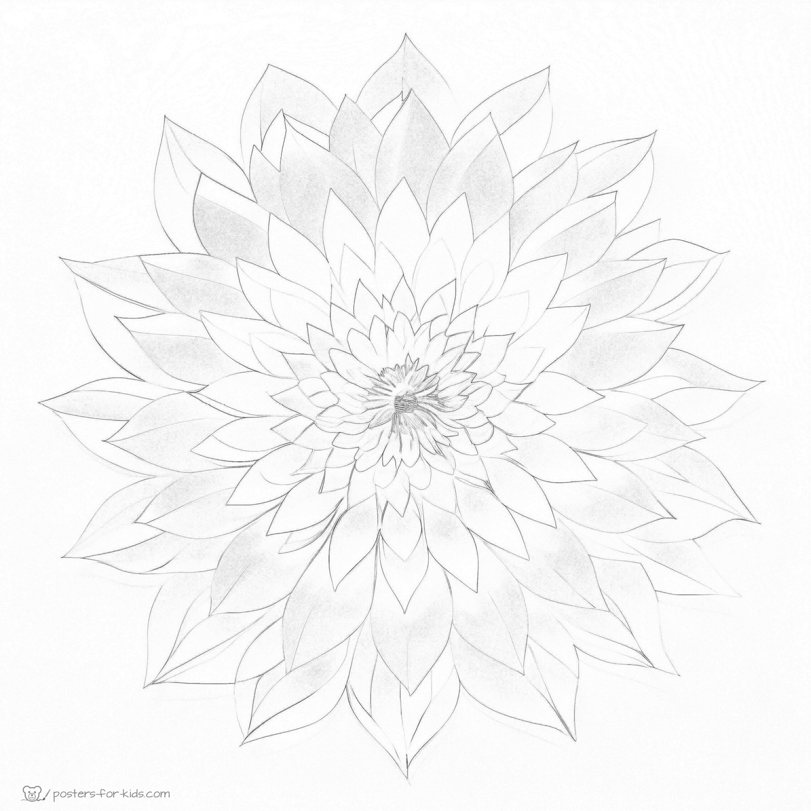dahlia,flower,coloring page,poster,sticker,phone cover